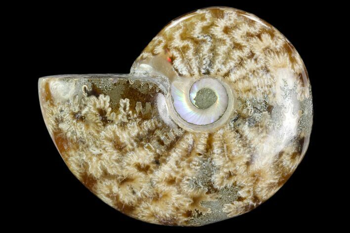 Polished, Agatized Ammonite (Cleoniceras) - Madagascar #119252